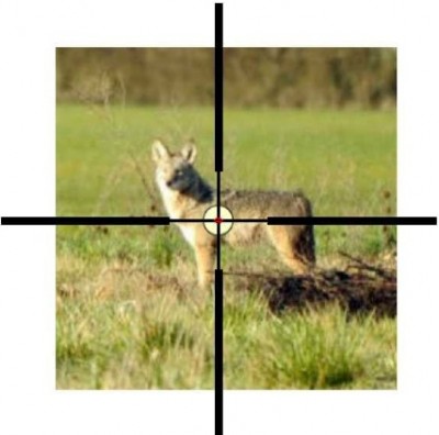 Figure 2. The shot as planned would have been an easy 50 yard or closer shot. Coyote picture credit: US Fish and Wildlife Service