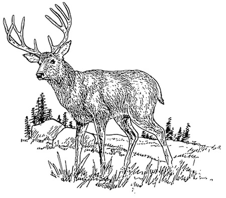 Figure 1. Deer. Weights range from about 90 lb (40 kg) for does in the southern US to averages as high as 350 lb (160 kg) or more for bucks in northern states. This broad weight range leads to significant confusion about what deer rifle cartridge is best. Line drawing courtesy of Pearson Scott Foresman (http://openclipart.org/people/papapishu/Deer_2_.svg)